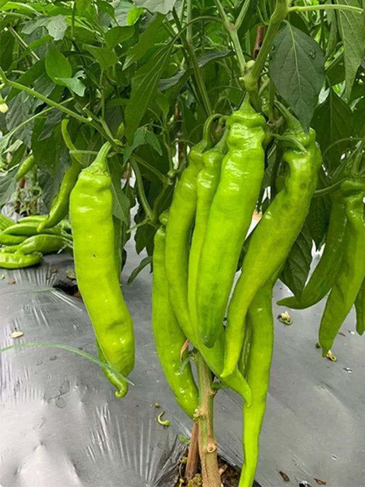 Ruila Spicy Goat's Horn Pepper
