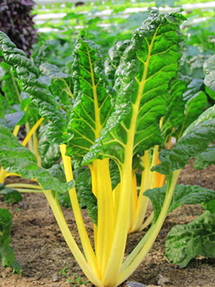 Golden-Leaf Chard