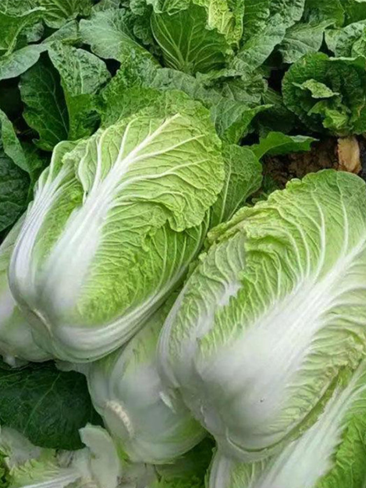 Fengkang 70 Chinese Cabbage