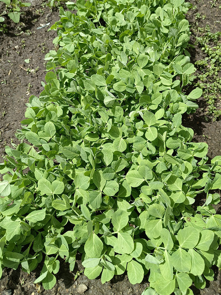 Sweet Crispy Pea Shoots