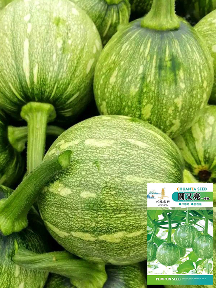 ‘Yichuanling’ Pumpkin