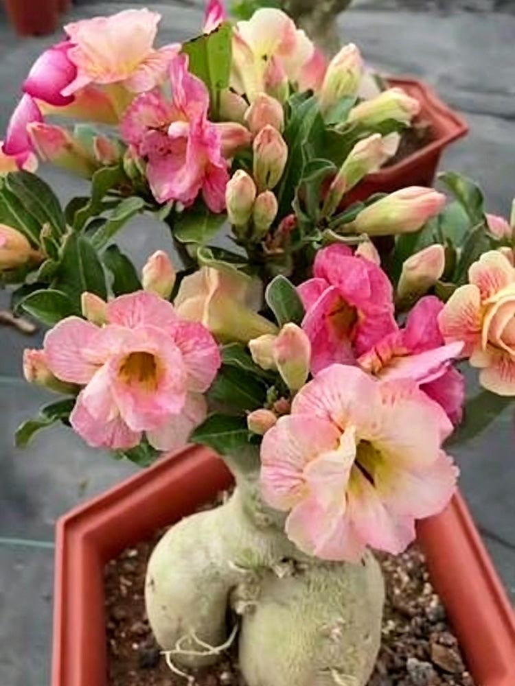 Desert Rose Mixed Colors