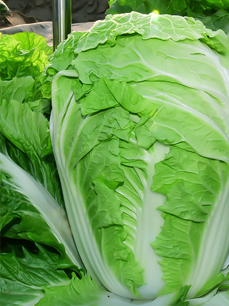 Early-maturing No.5 Chinese Cabbage