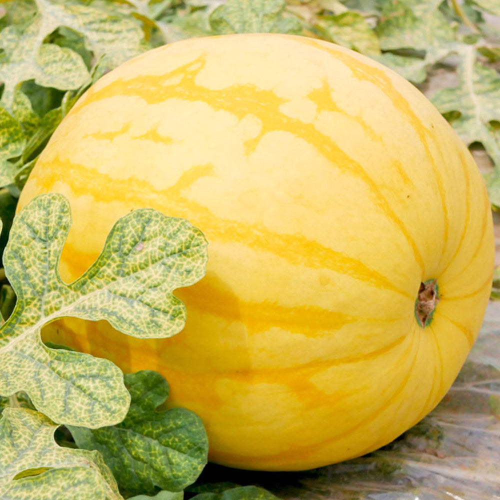 5 Bags (20 Seeds / Bag) of 'Golden Baby' Watermelon Seeds