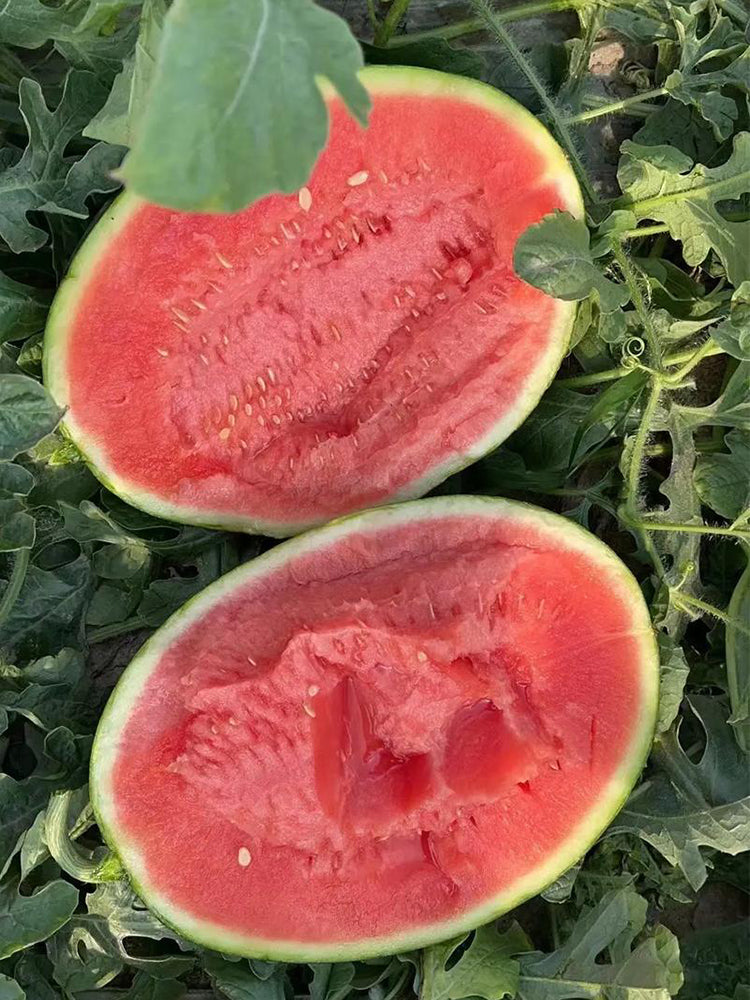 "Meihui 007" Watermelons