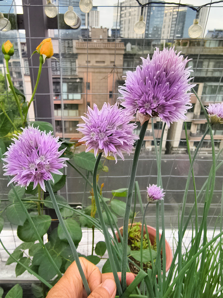 Chives (Allium schoenoprasum)