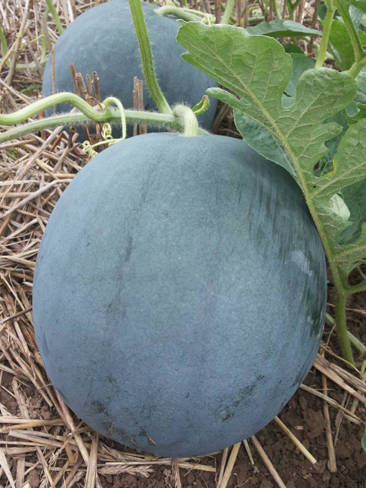 'Golden Obsidian' Seedless Watermelon