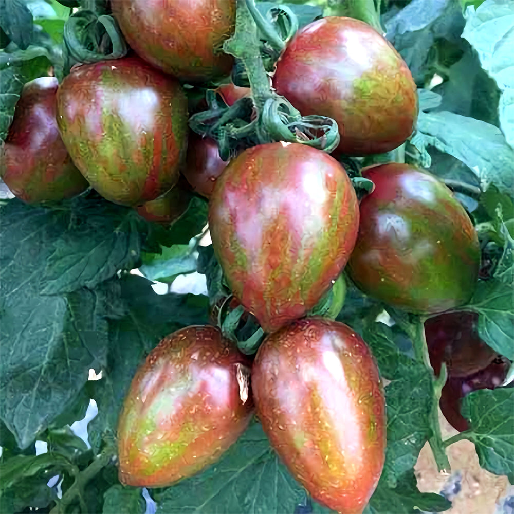 Peachy Perfection: 5 Bags (100 Seeds / Bag) of 'Strawberry' Tomatoes