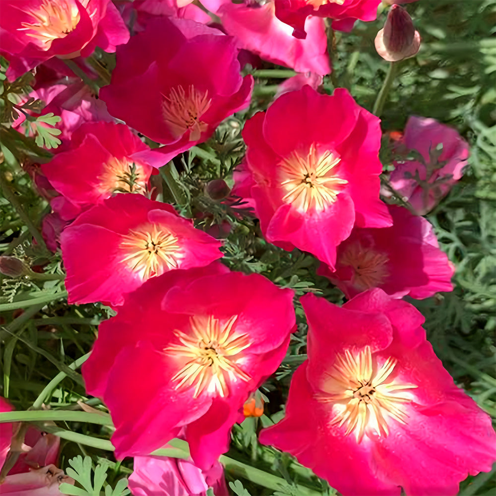 Bellfarm® Eschscholzia californica Seeds
