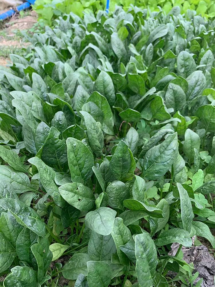 Jiannan 668 Spinachs