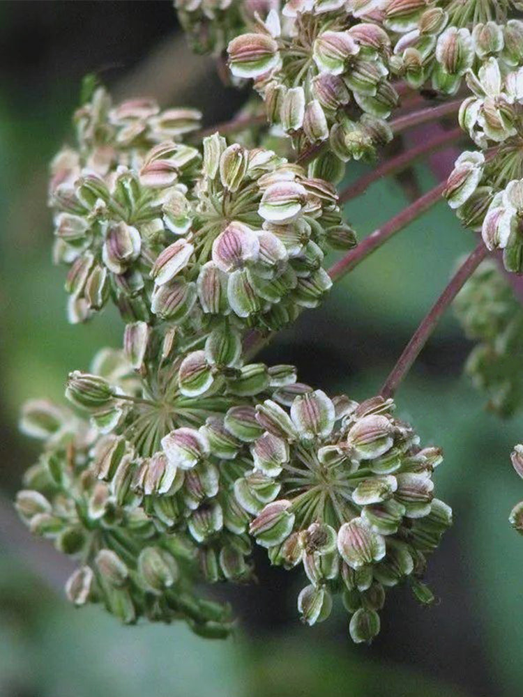Hemsley's Hogweed (Heracleum hemsleyanum Diels)