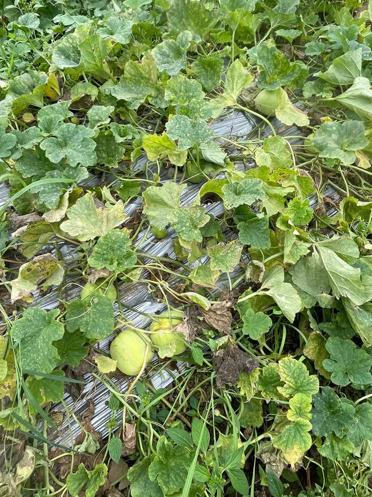 Sanjiang Tianbao Muskmelon