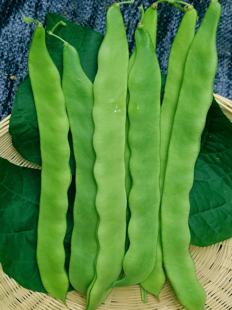Green Dragon Snap Beans