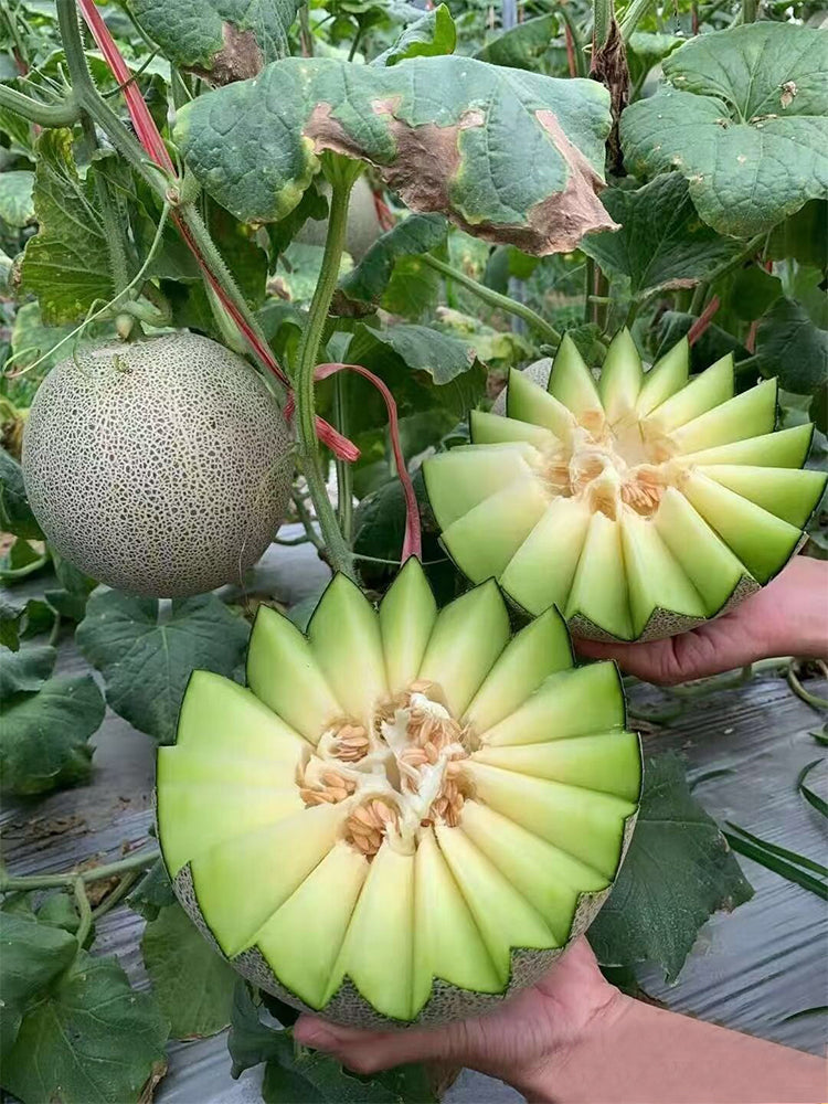 Dumi 101 Muskmelons