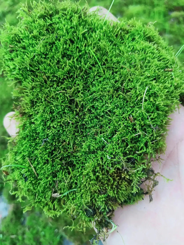 Short-stemmed Moss