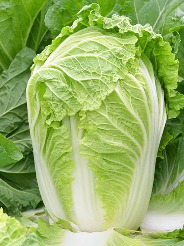 Improved Qingza No.3 Chinese Cabbage