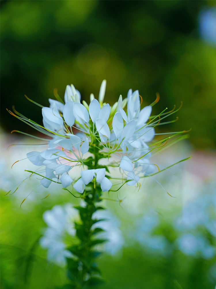 White Spider Flowers (Cleome houtteana)