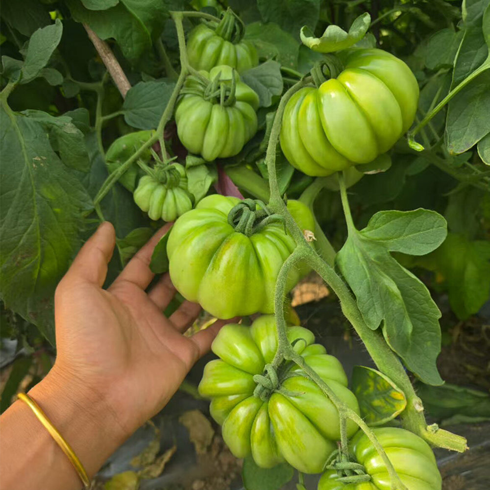 659 Wife's Gift Tomato