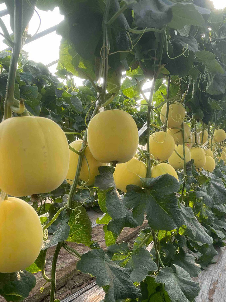 Pale Yellow Crispy Melon, Pear-Shaped