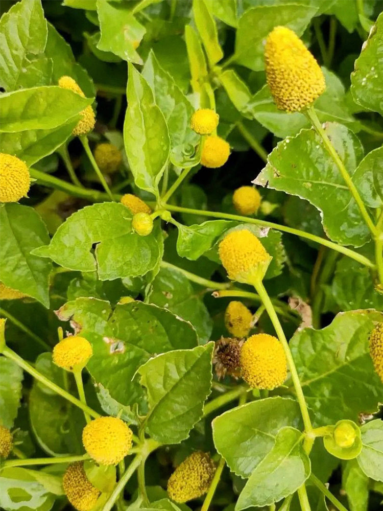Toothache Plant (Acmella oleracea)