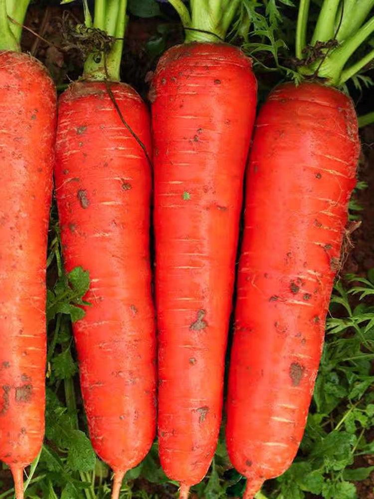 Five-Inch Ginseng Carrot
