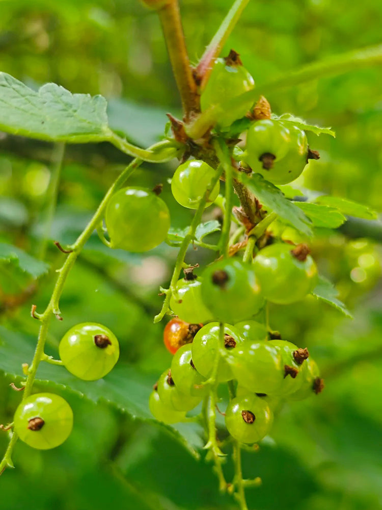 Red Currant