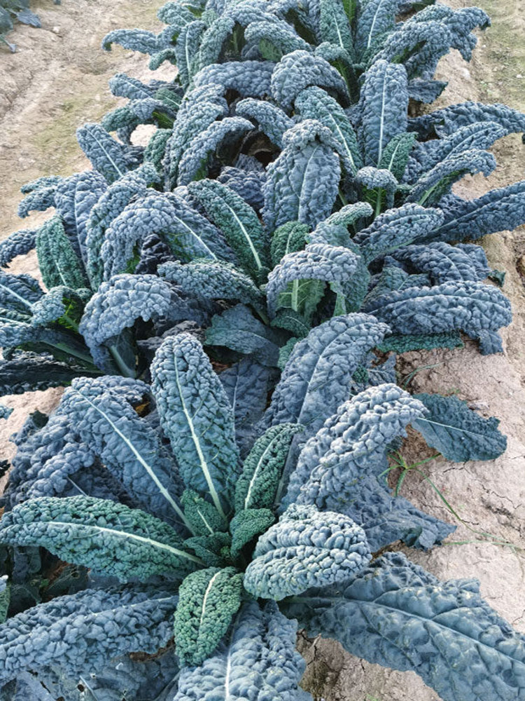 Blue Feather Kale
