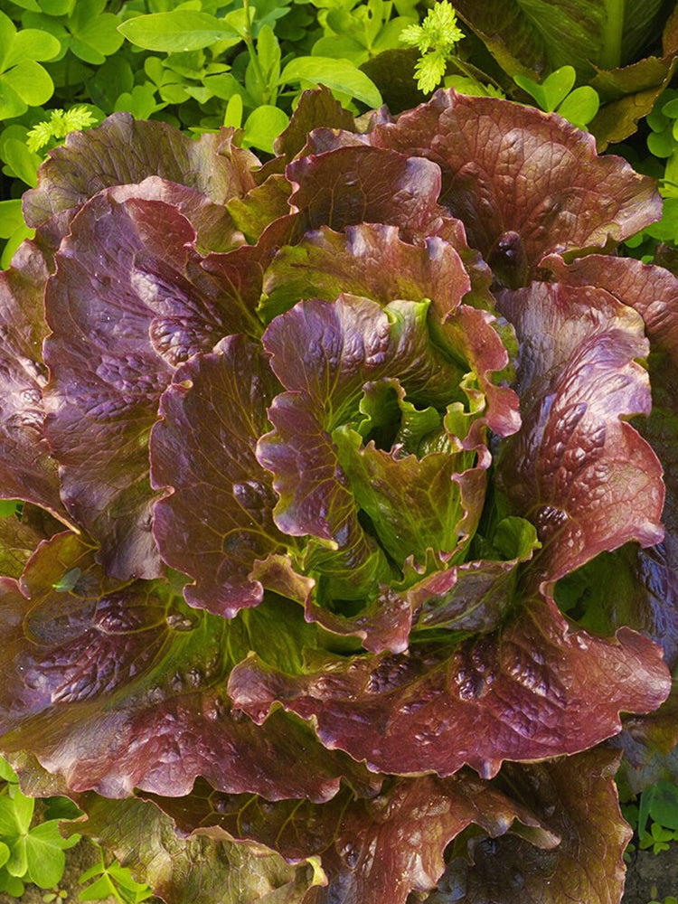 'Amethyst Cream' Lettuce
