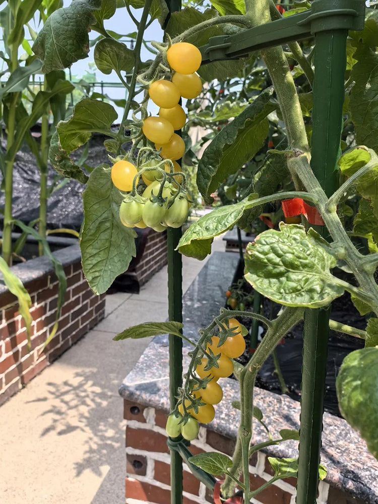 Eden No.1 Cherry Tomatoes