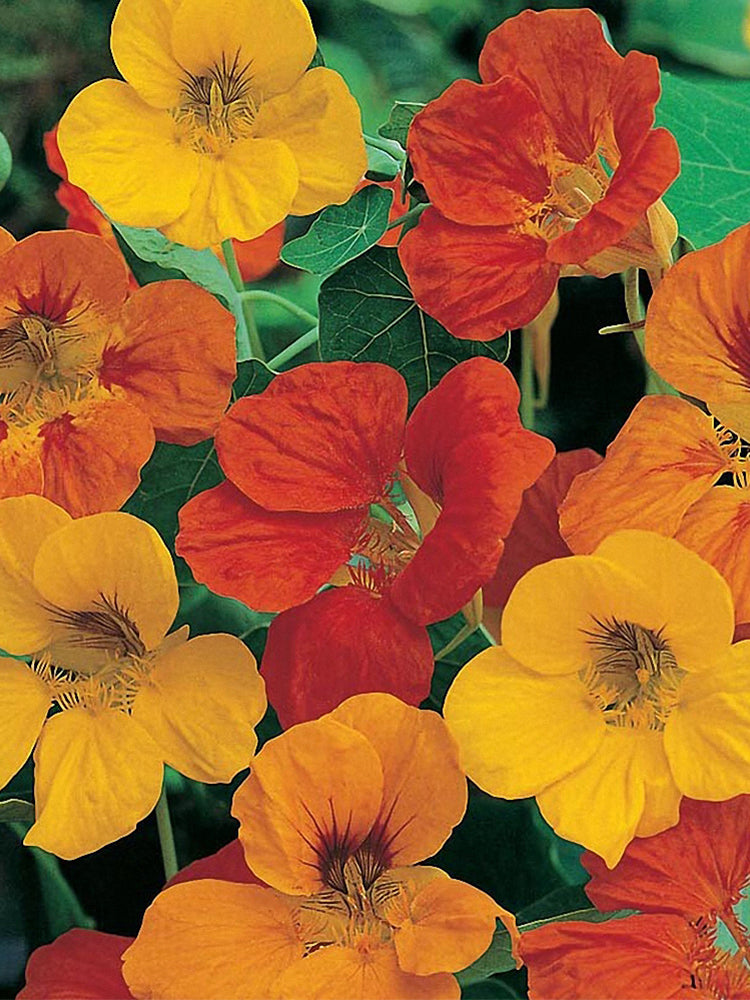Aurora Nasturtium Mix (Tropaeolum majus)