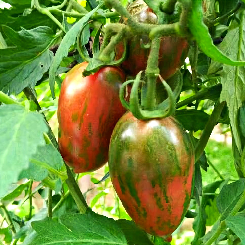 Peachy Perfection: 5 Bags (100 Seeds / Bag) of 'Strawberry' Tomatoes