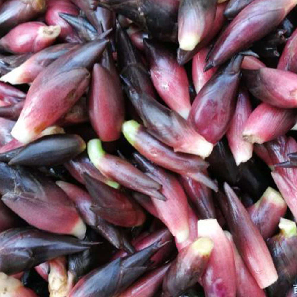 Bellfarm® Myoga Ginger Seeds