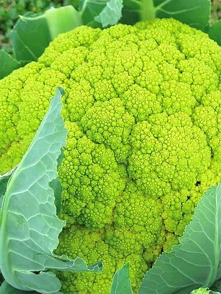 Cauliflower, Colourful Varieties