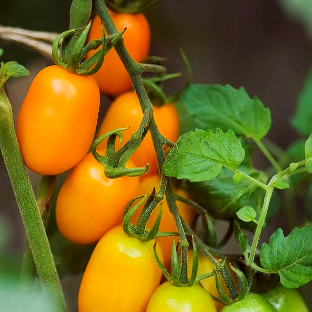 Sunshine Symphony: 5 Bags (200 Seeds/Bag) of 'Radiant Gold' Yellow Tomato Seeds