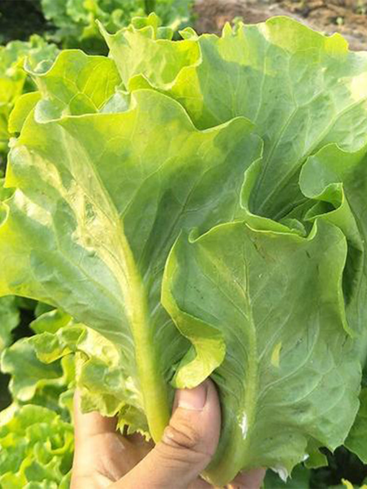 Emerald Crisp' Lettuce (Lactuca sativa L.)