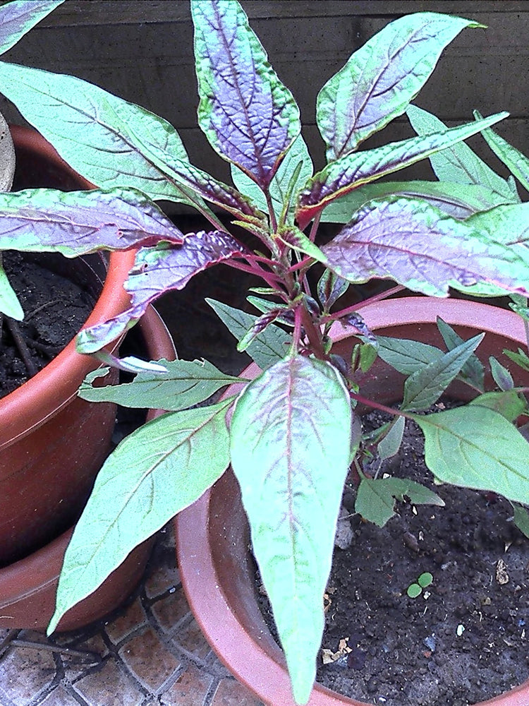 Red Willow Leaf Amaranth