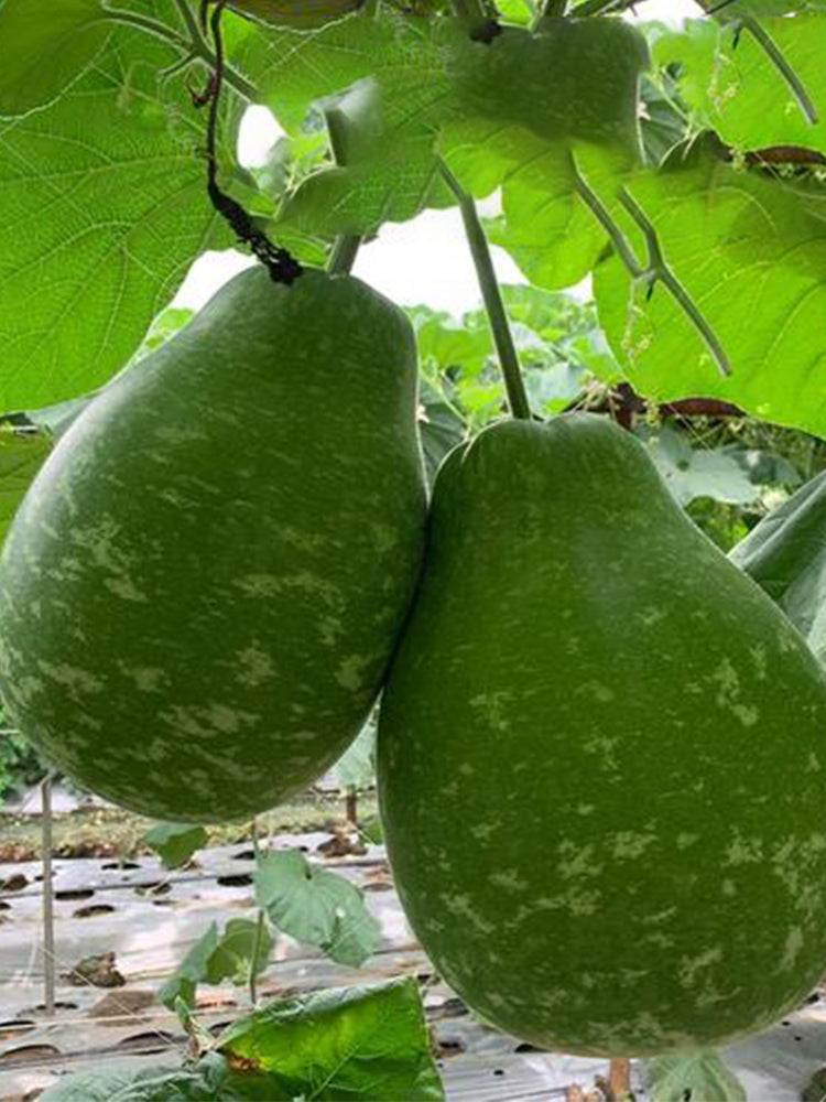 Qiangchun Duosheng Variegated Bottle Gourds