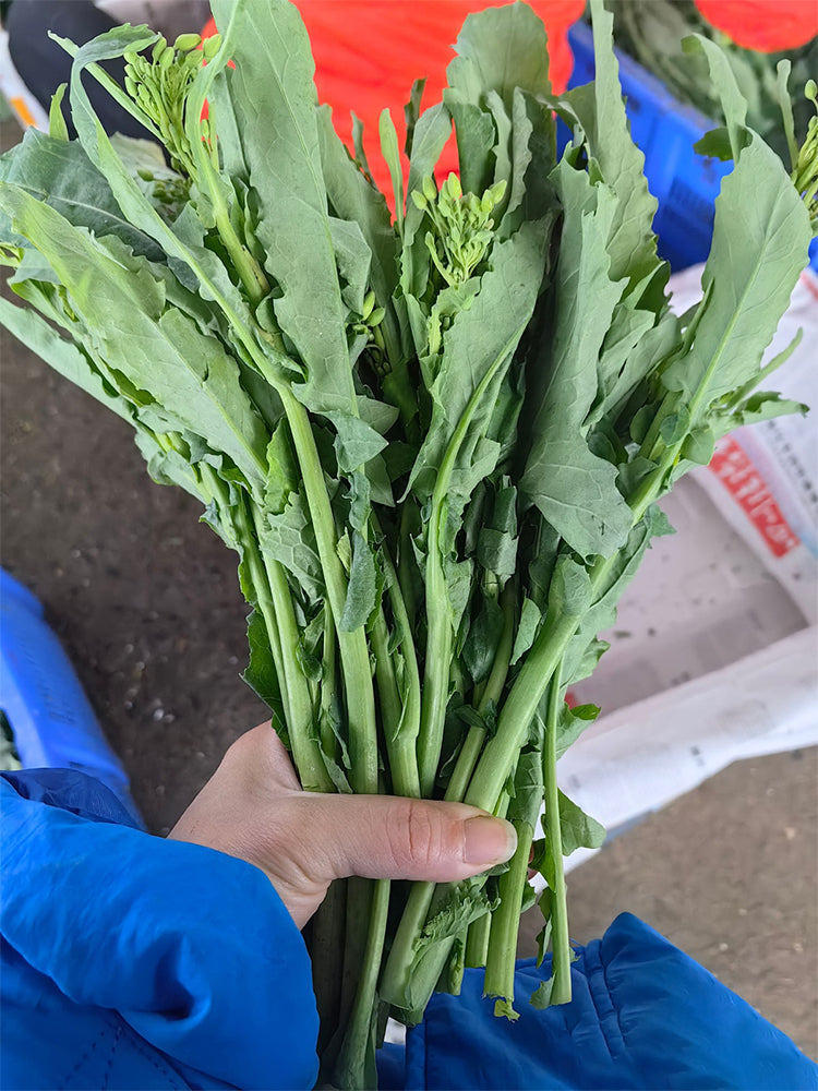 Lvyou No.12 Youcaitai (Chinese Flowering Cabbage)