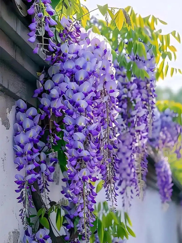 Chinese wisteria (Wisteria sinensis)