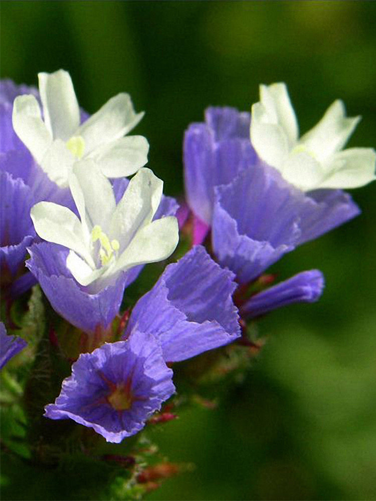 Blue Wavyleaf Sea Lavender (Limonium sinuatum)