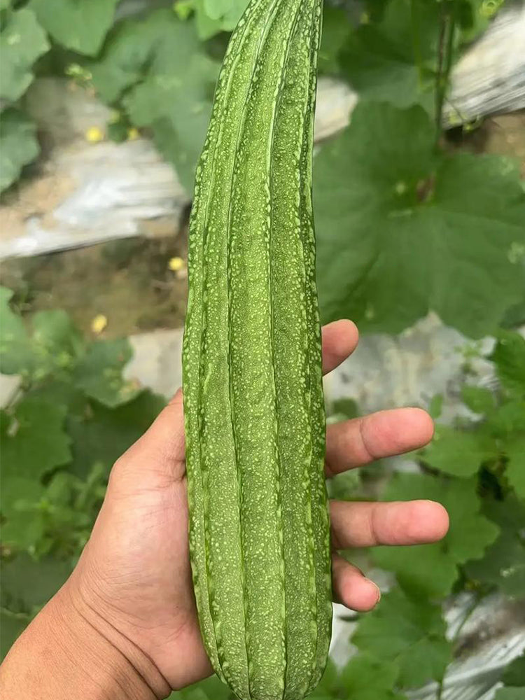 Yuanhua No.1 Large-fleshed Spotted Luffa