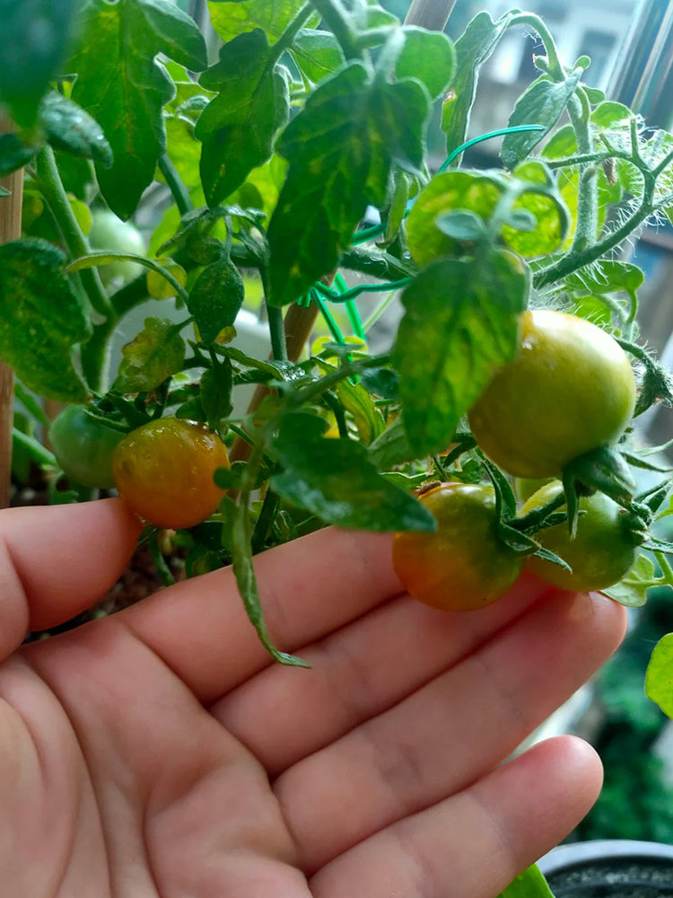 Hanging Tomato