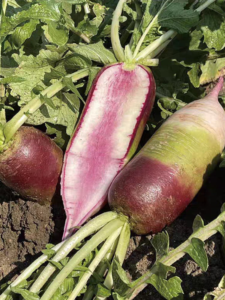 Ice Cream Radish