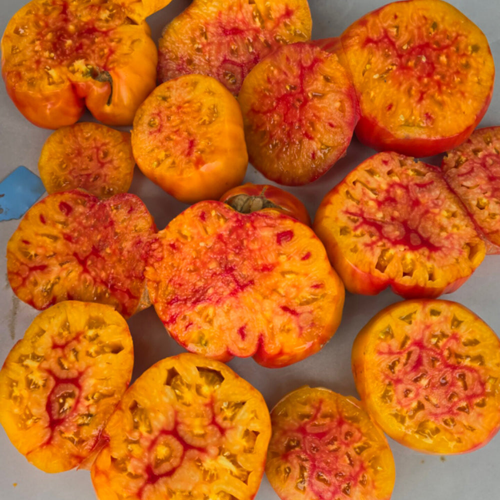 819 Yellow Marble Tomato