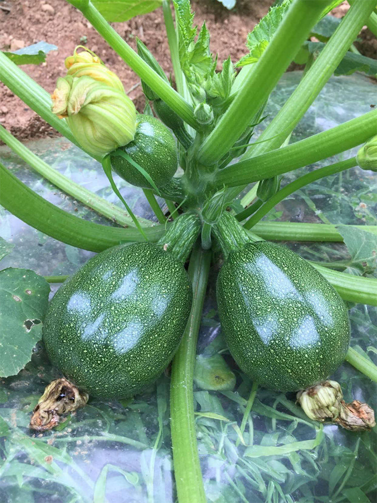 Bush Zucchini