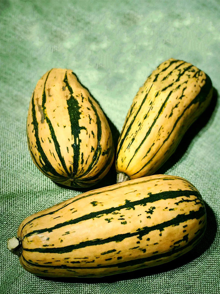 Honey Boat Delicata Squash