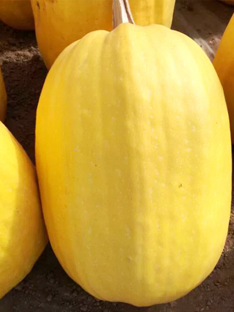 Paizha No.1 Spaghetti Squash