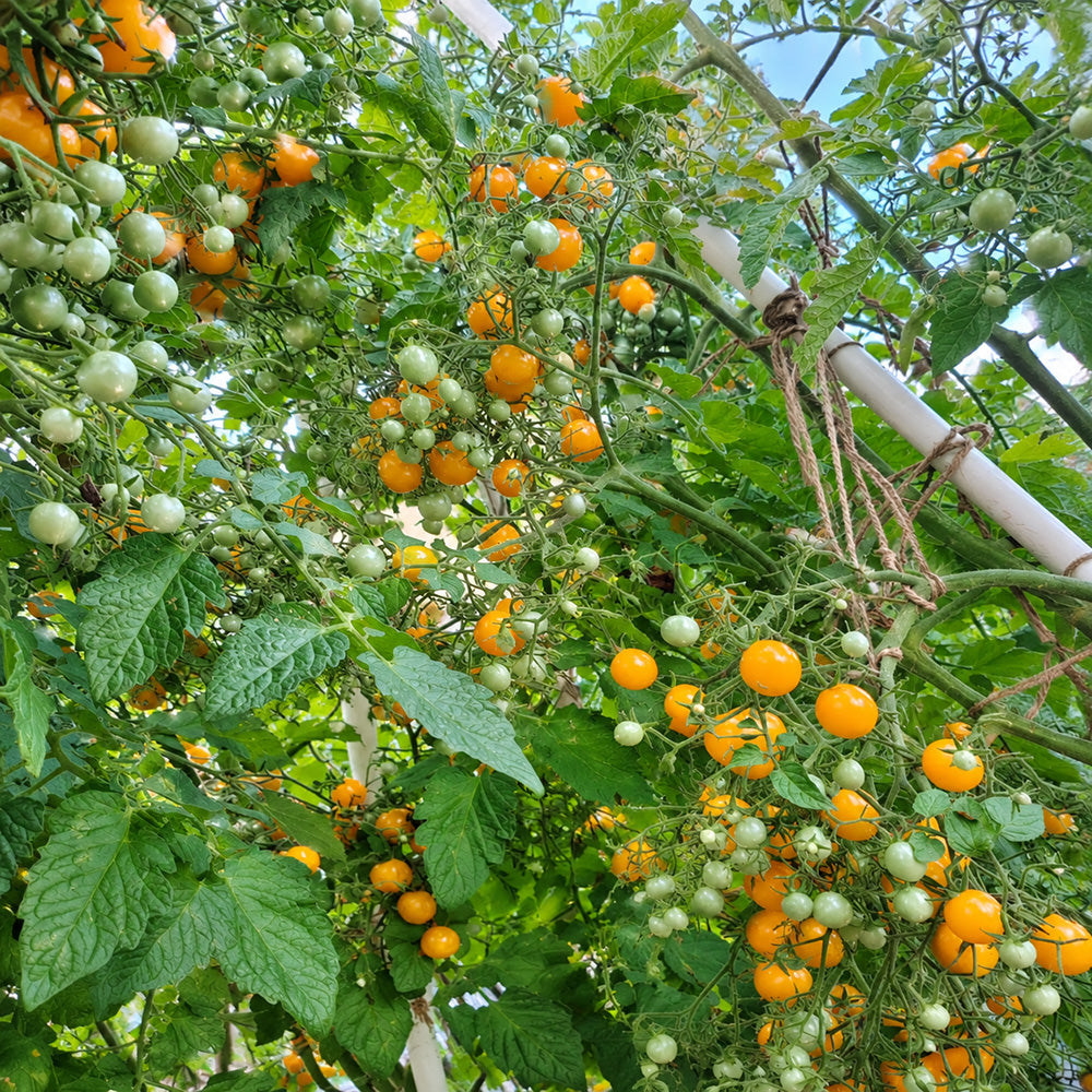 61 Mille Fleurs Tomato