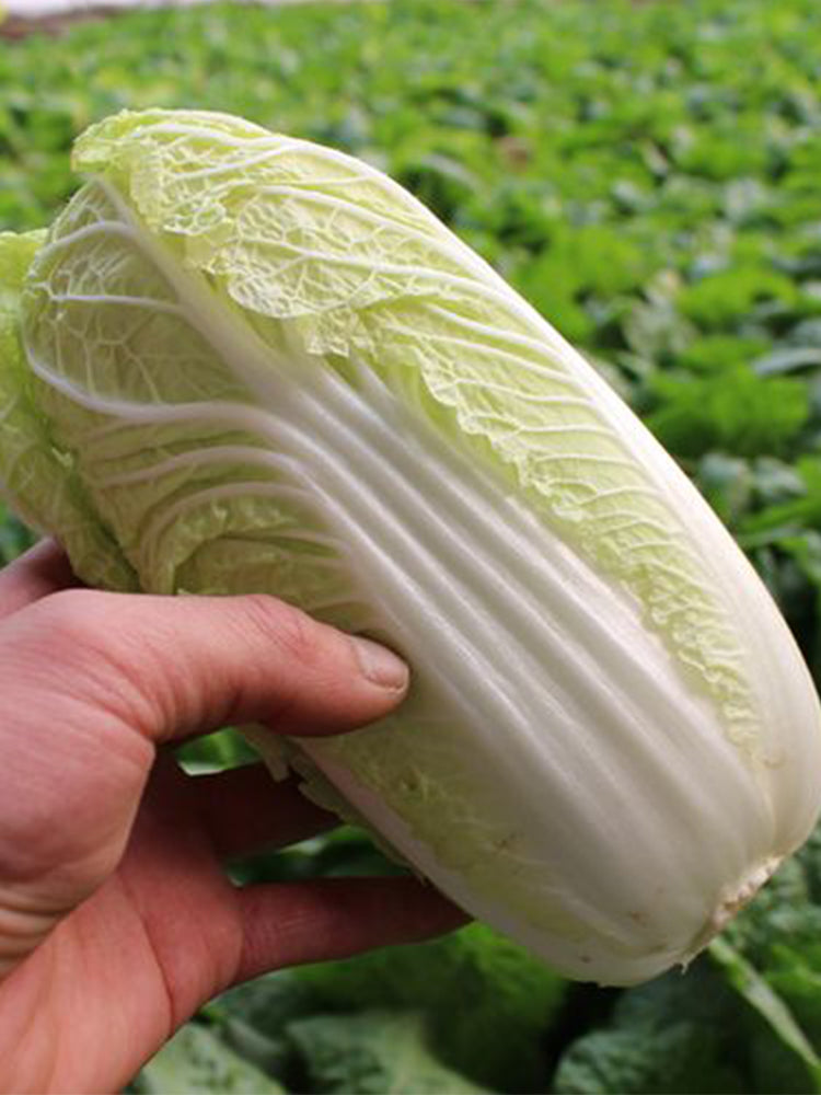 Huanai Baby Pak Choy