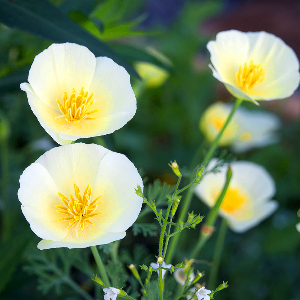 Bellfarm® Eschscholzia californica Seeds